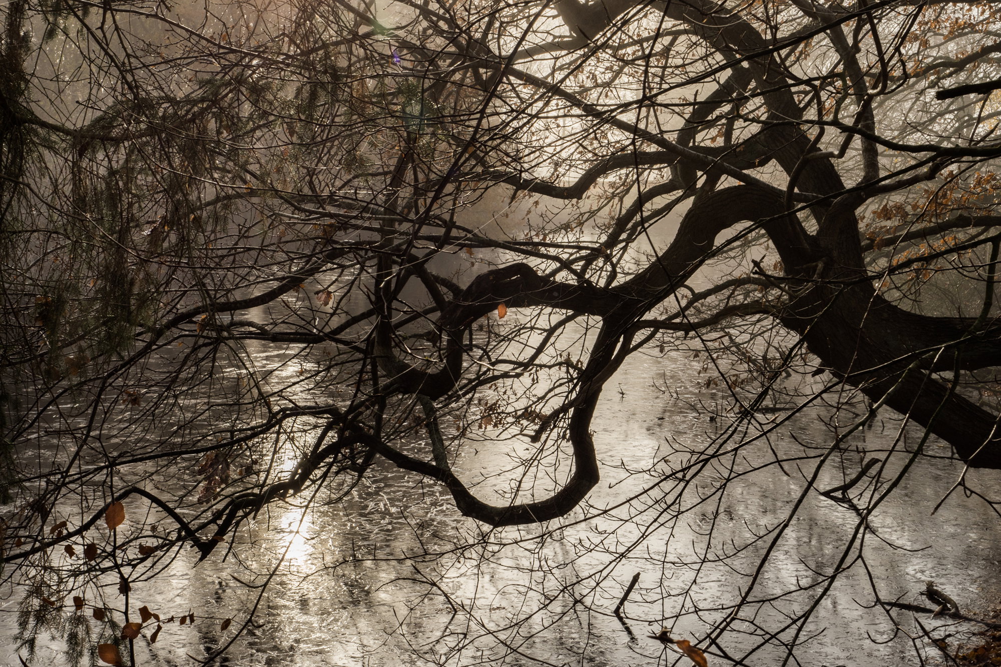 Misty Morning