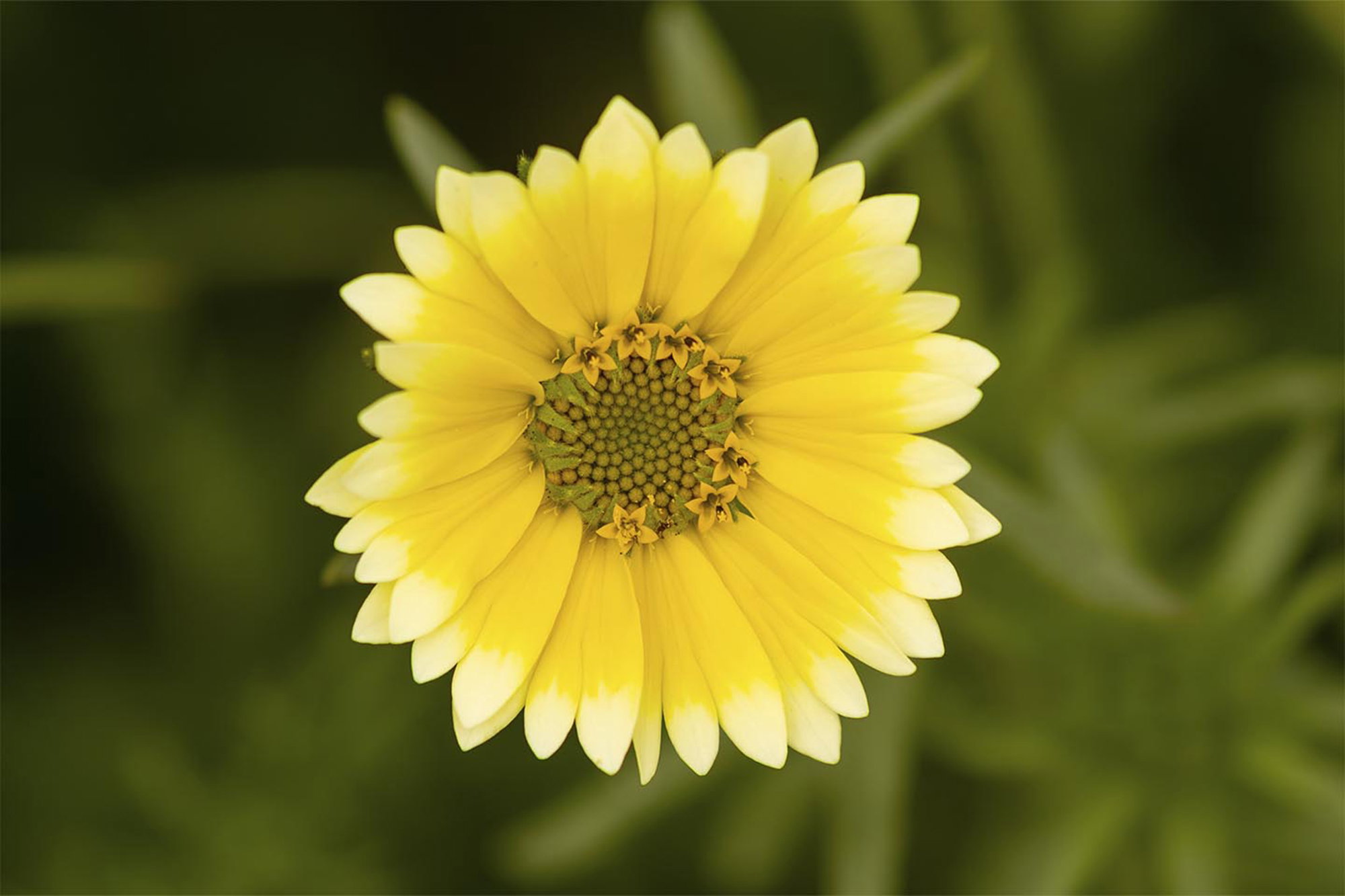 En skøn gul blomst