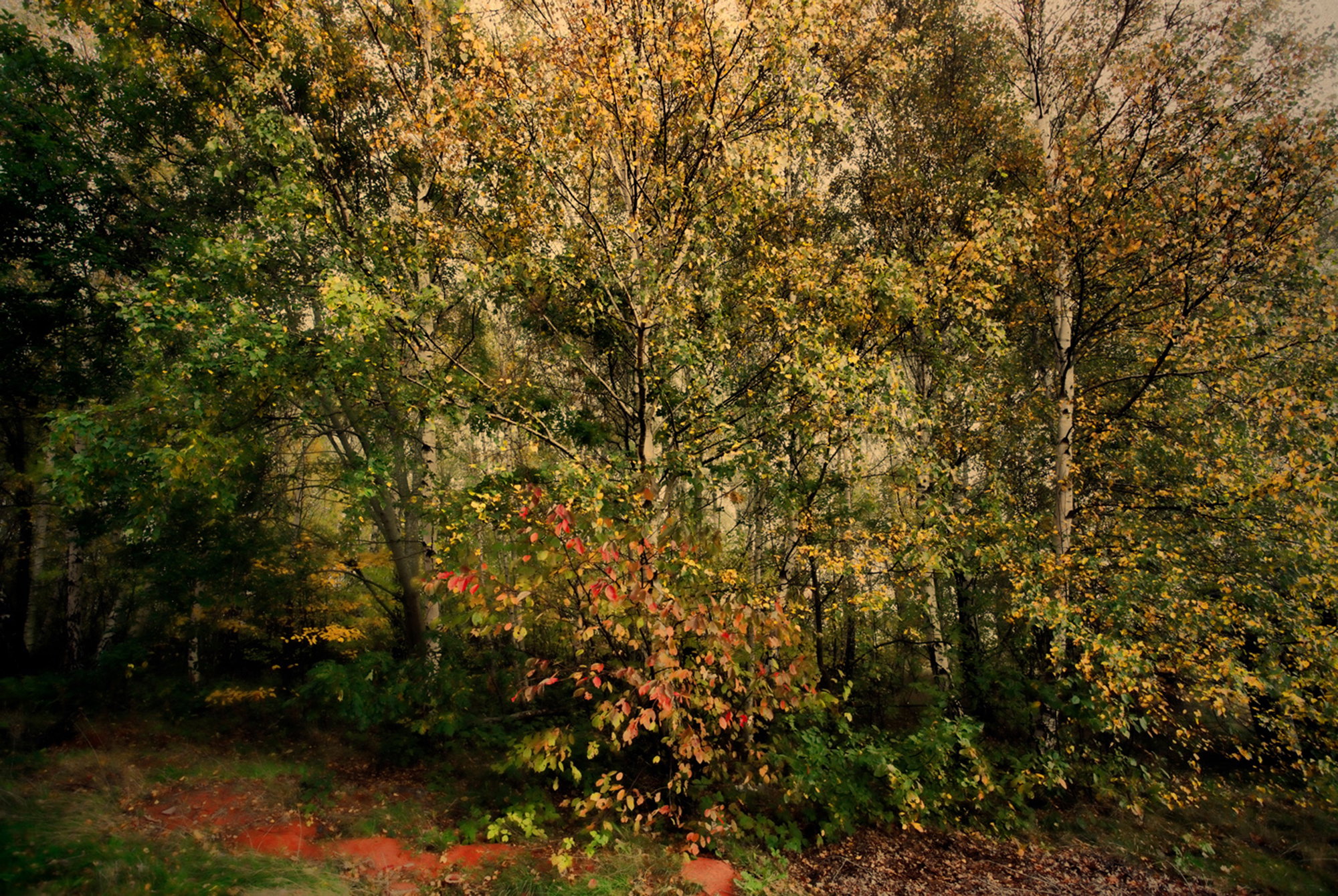 Forest