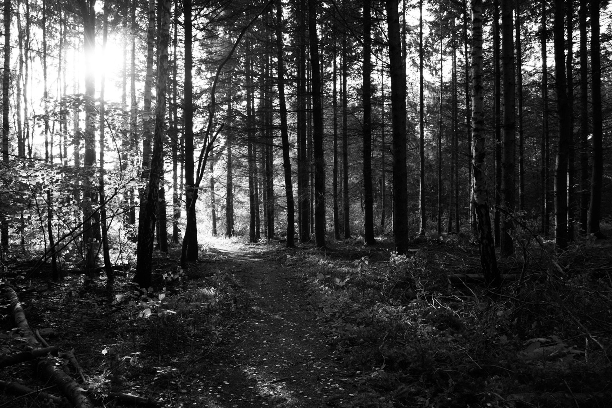 Path of light