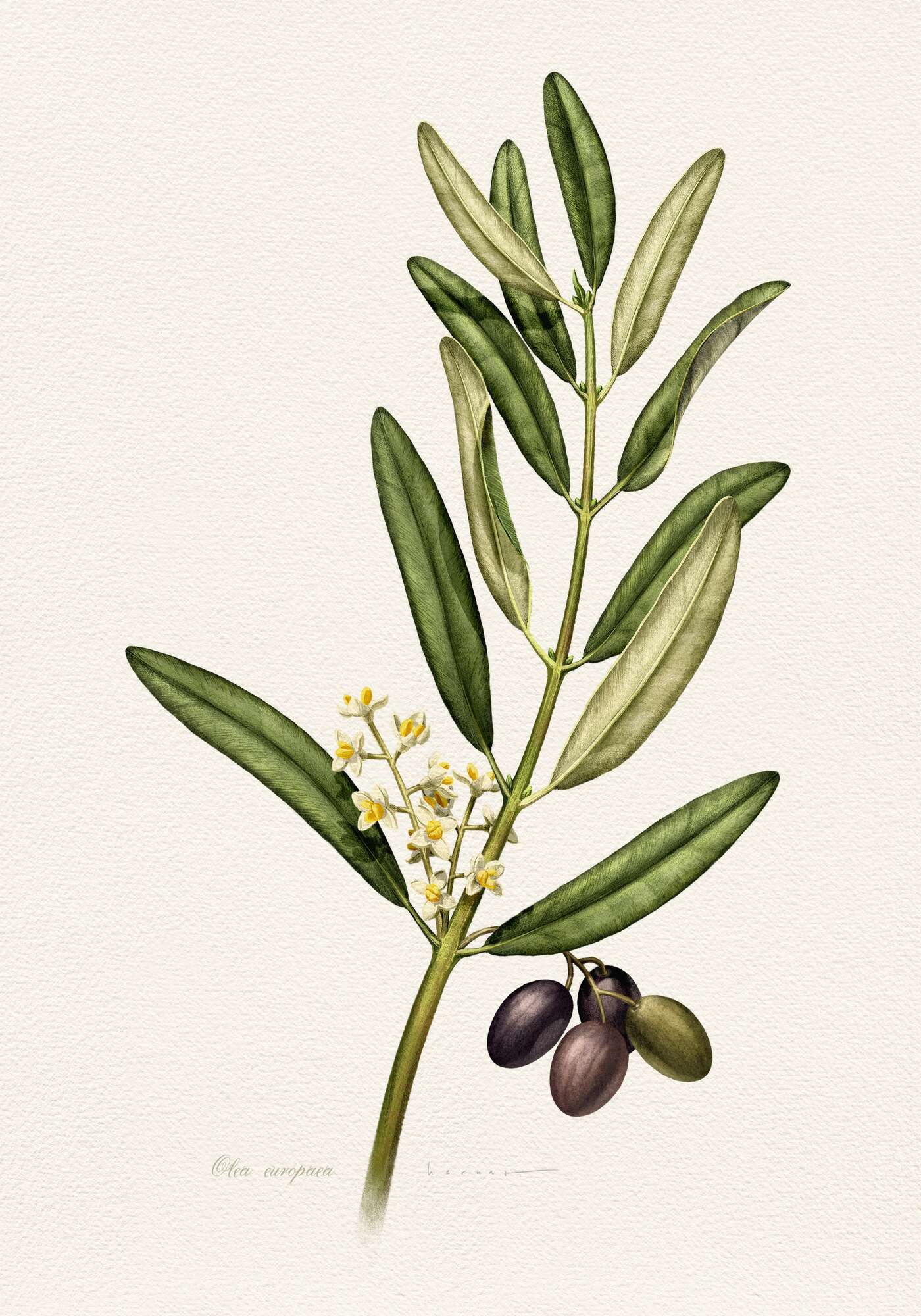 Olive Branch With Fruit