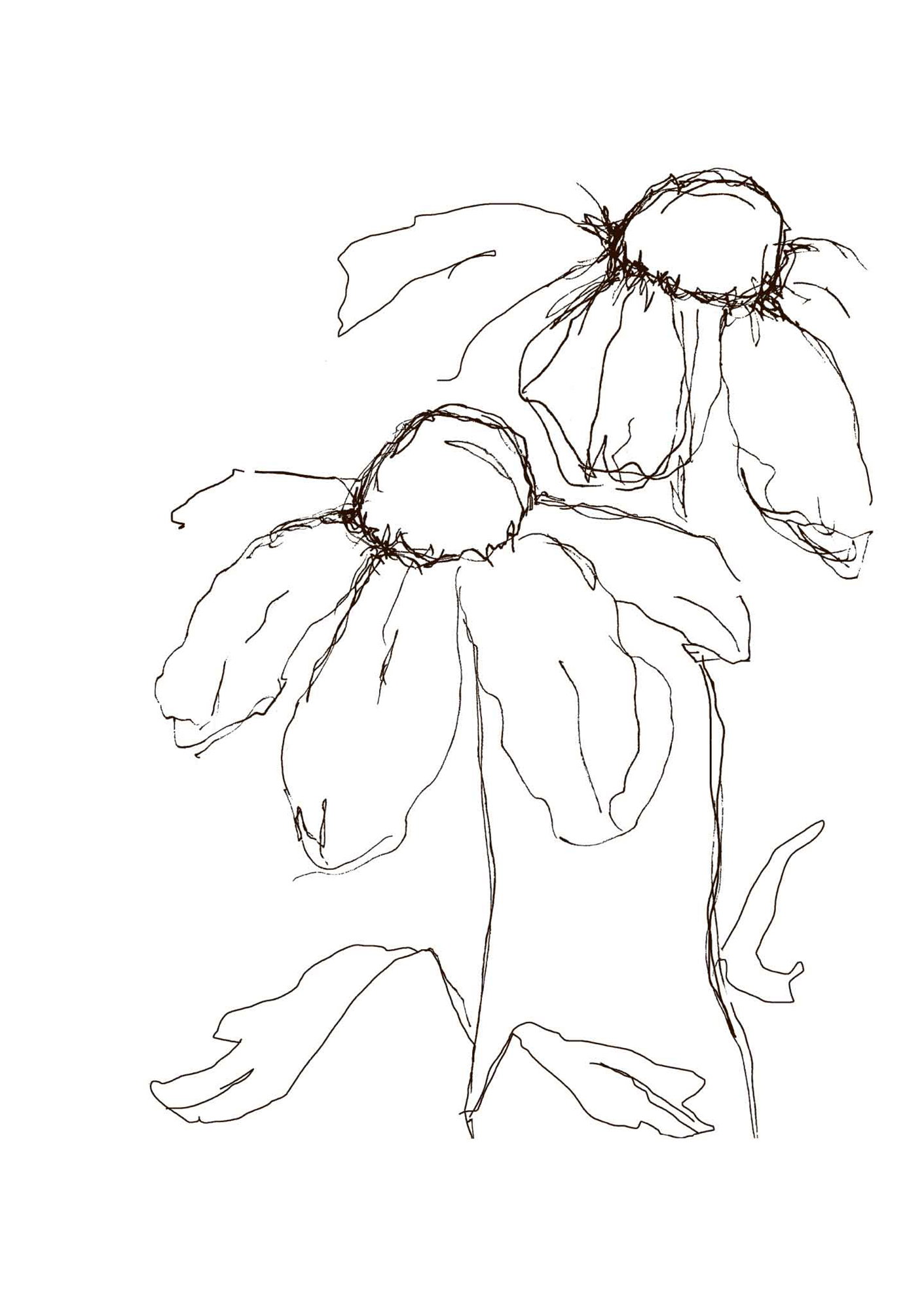 Daisies