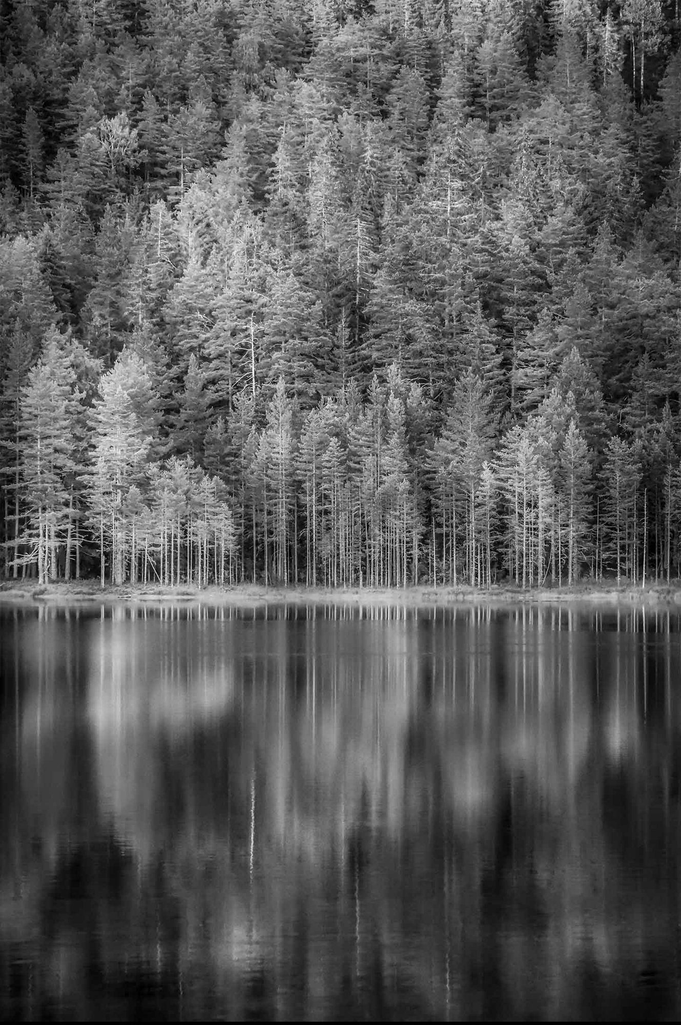 Norwegian Woods