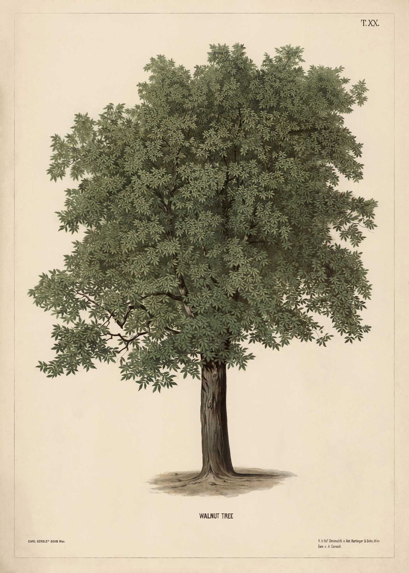 Walnut tree
