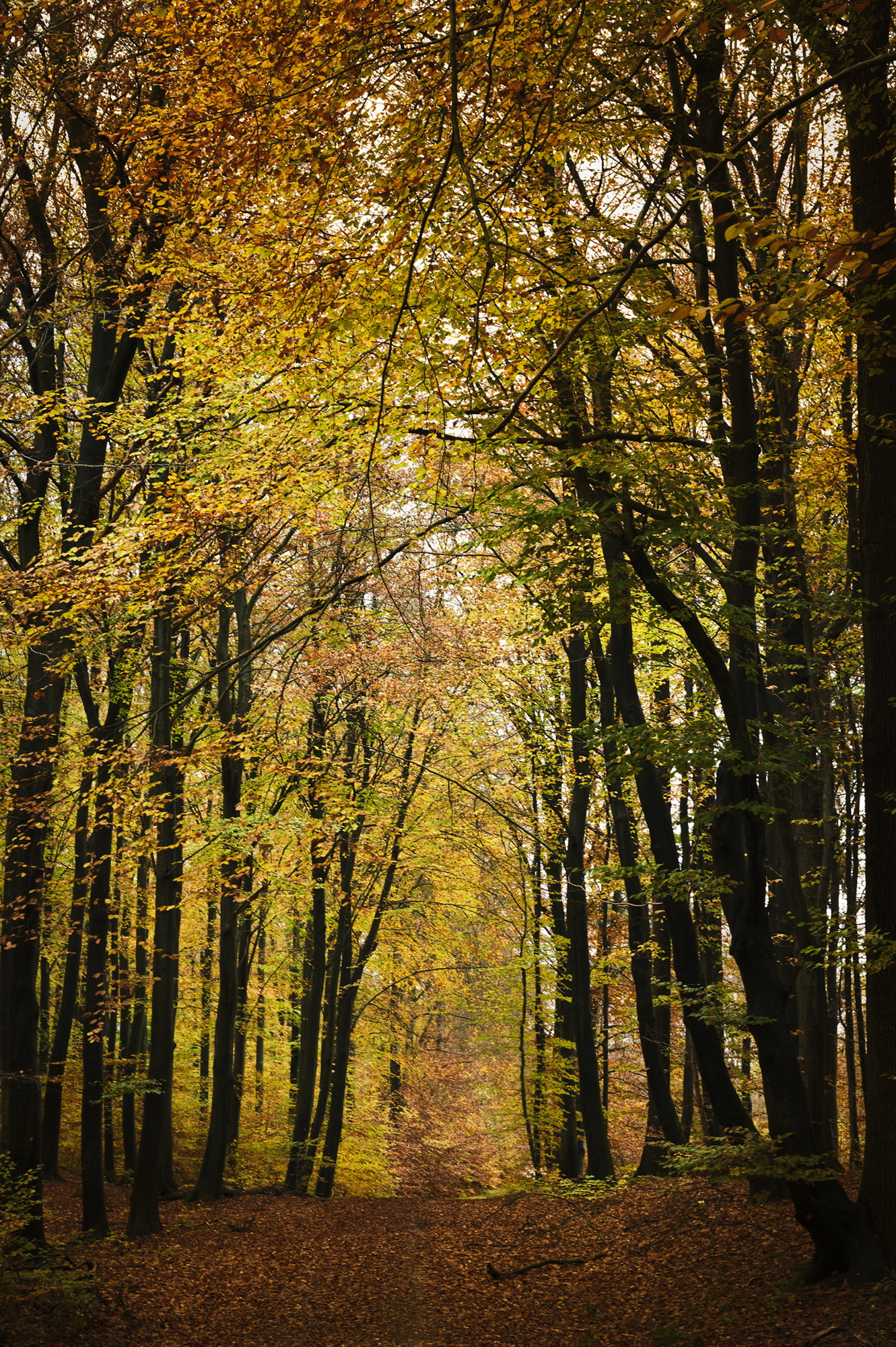 Autumn
