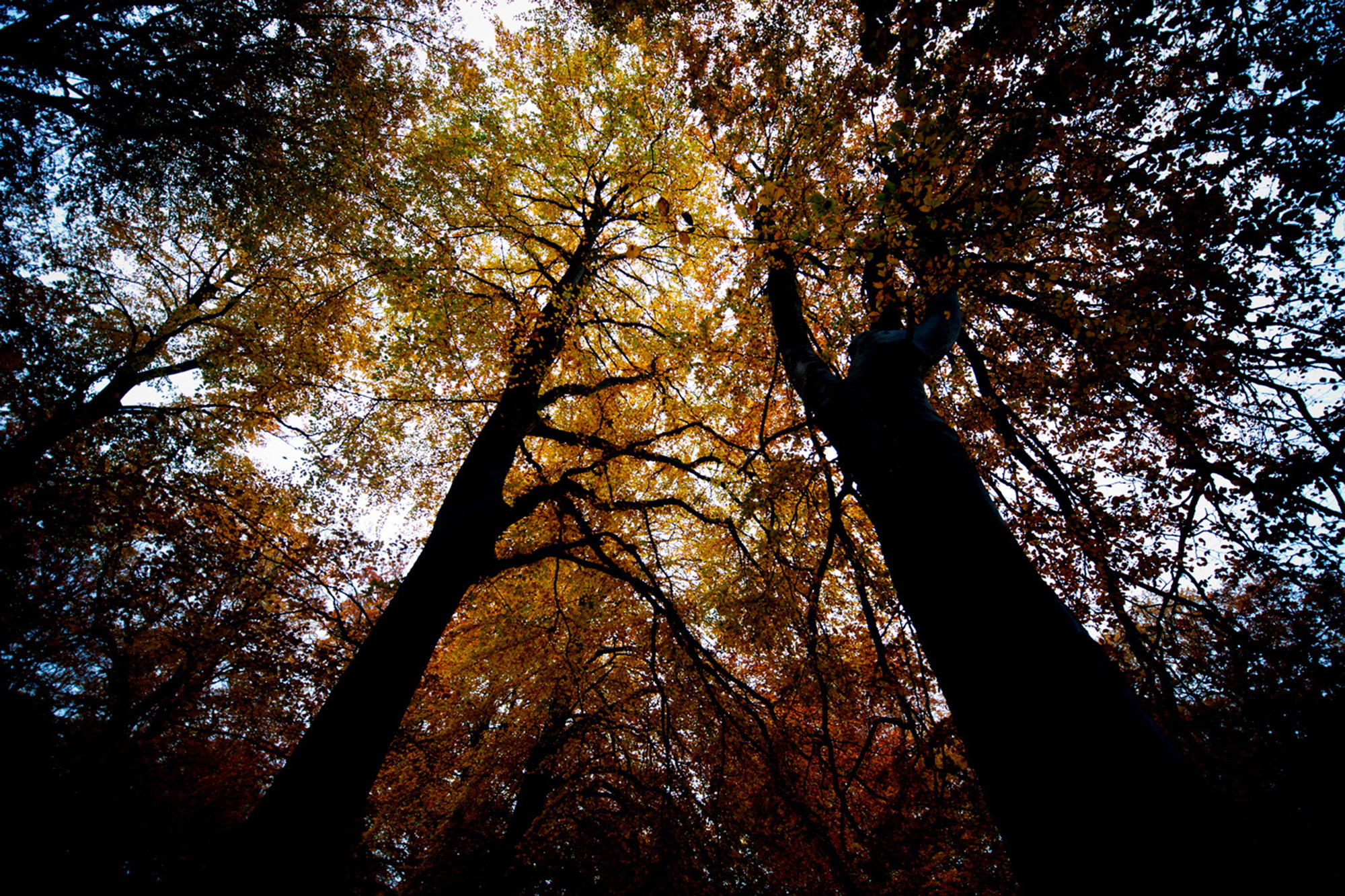 Black trees