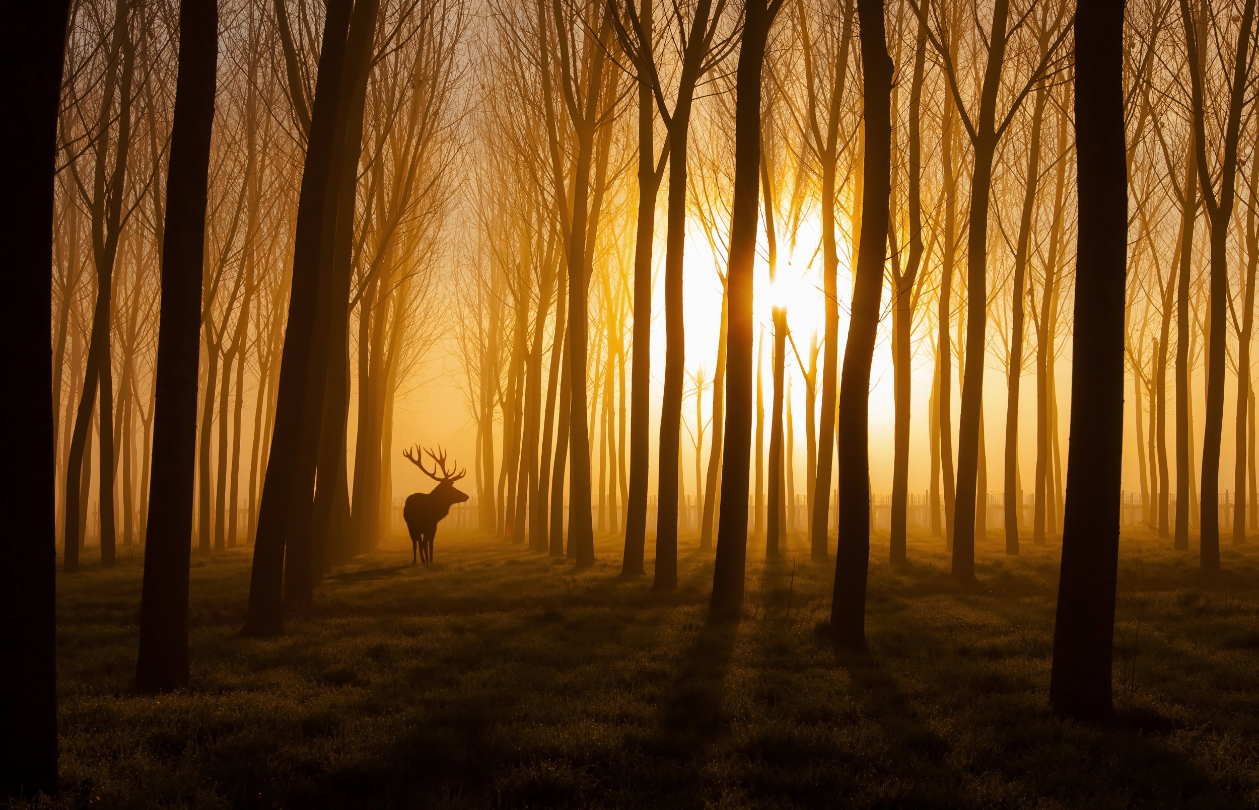 Golden Forest Stag