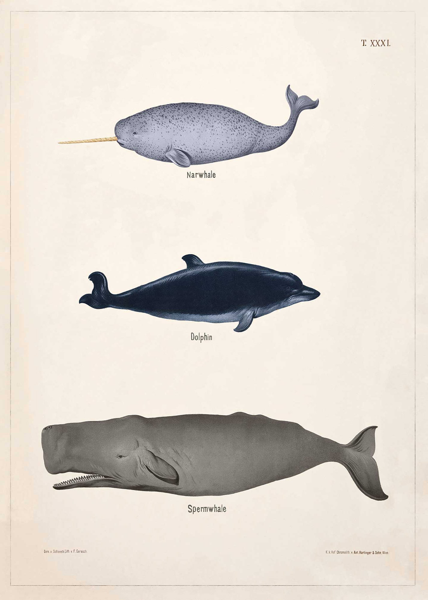 Narhval, delfin, kaskelot - T.XXXI - Theod. Breidwiser F. Gerasch - 1889