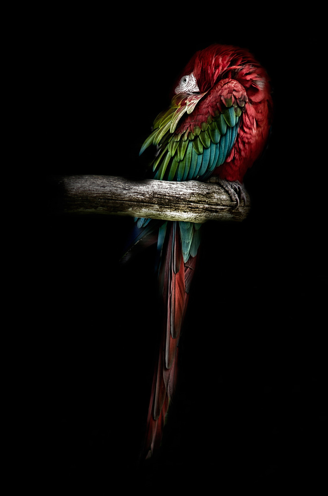 The Red Parrot