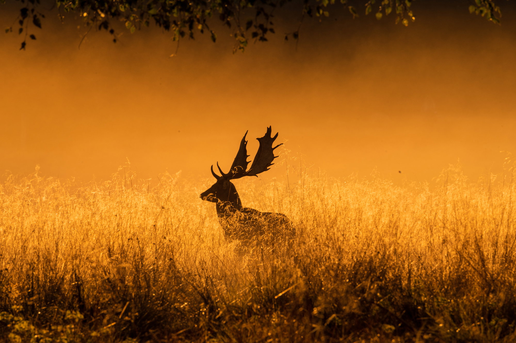 Foggy morning