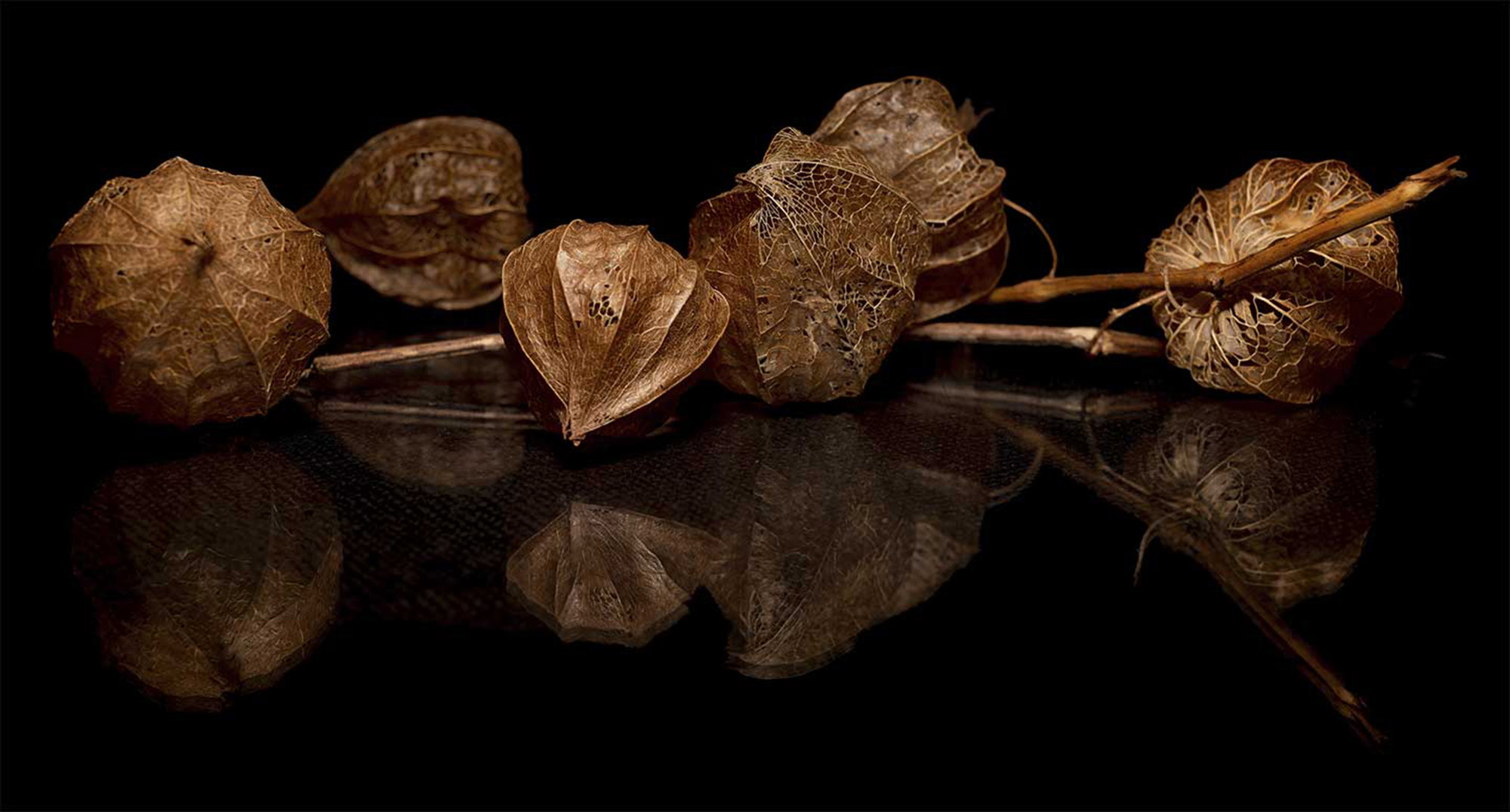 Physalis I