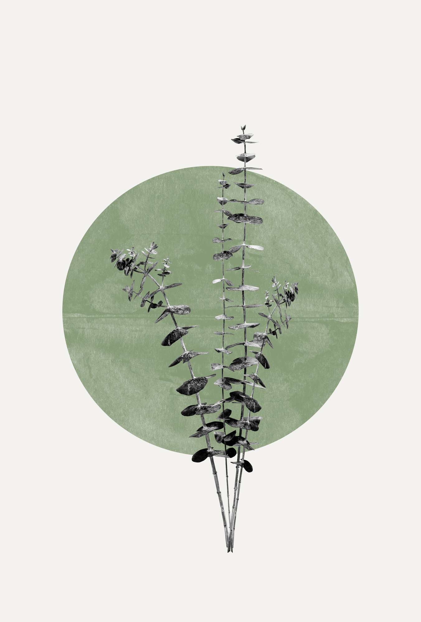 Nature's Echo