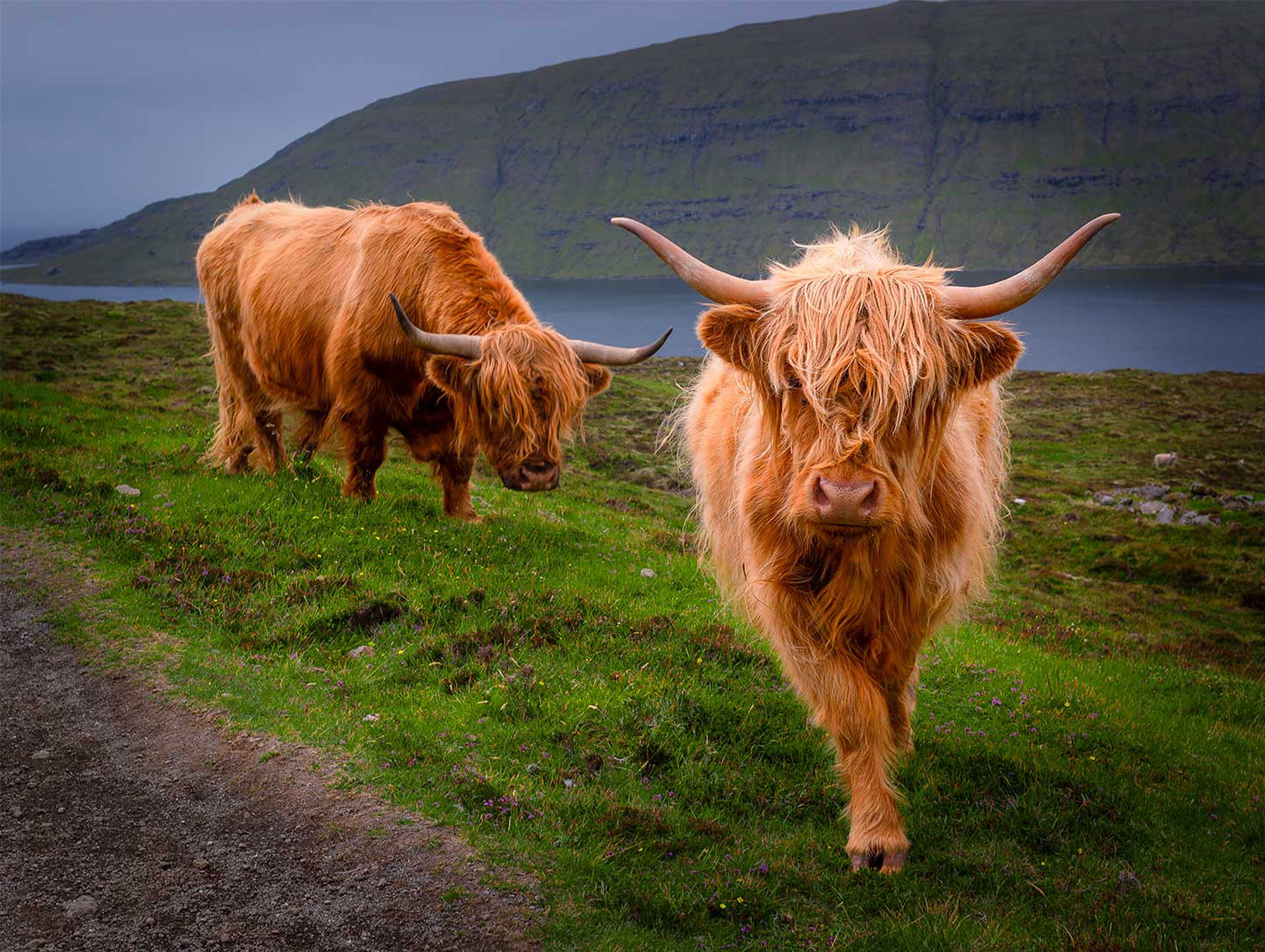 Curious cows