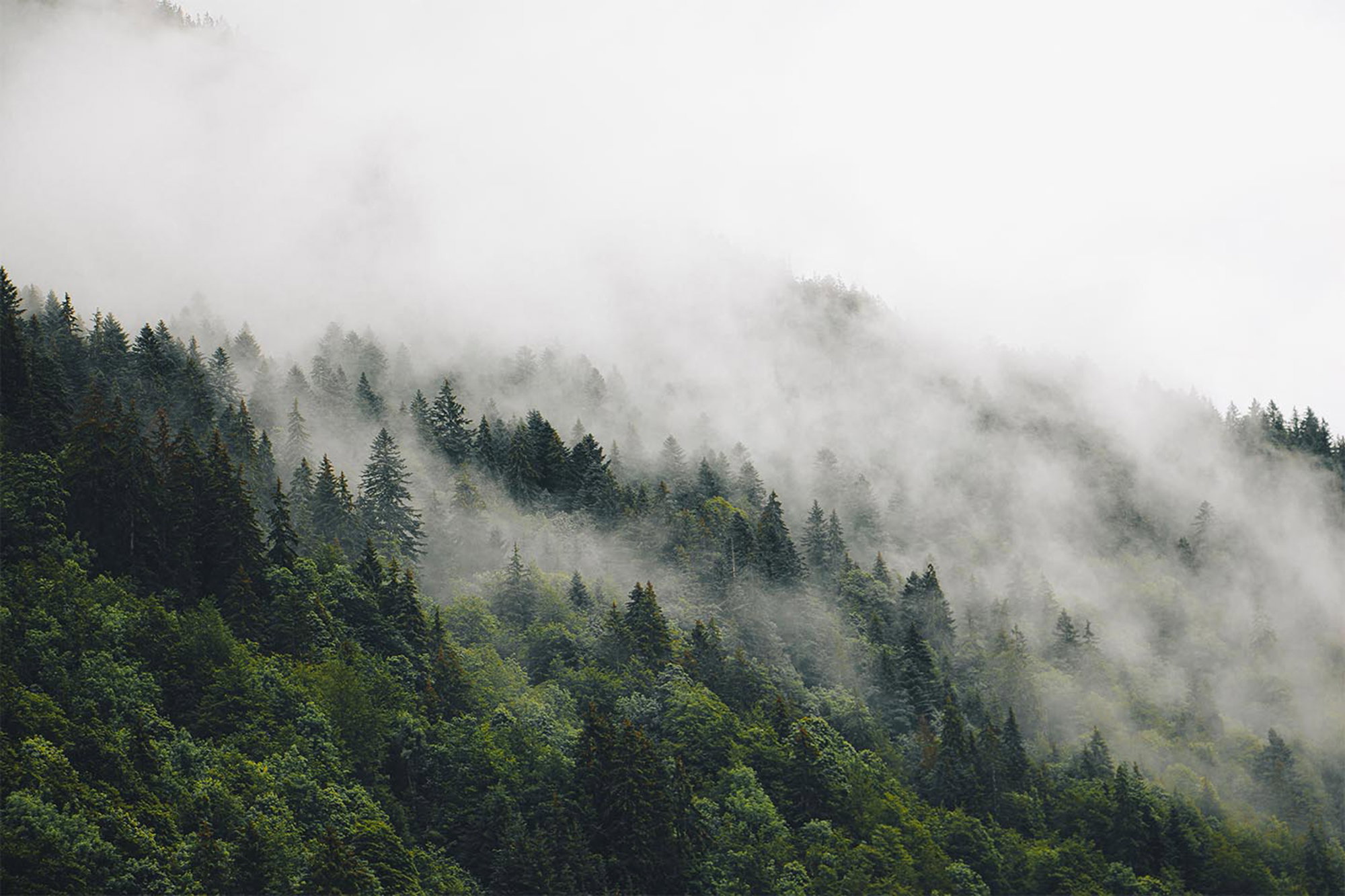 Mysterious forest fog II