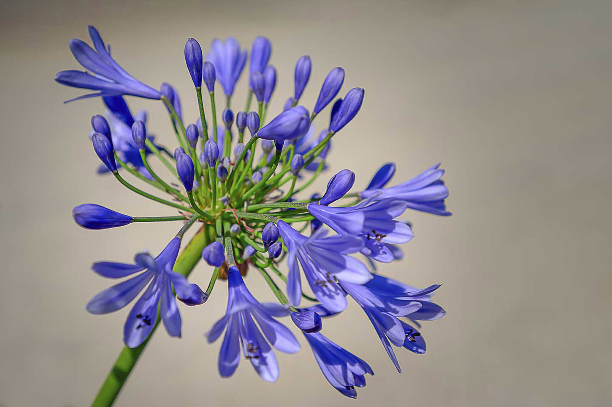 Purple Agapanthus Bloom