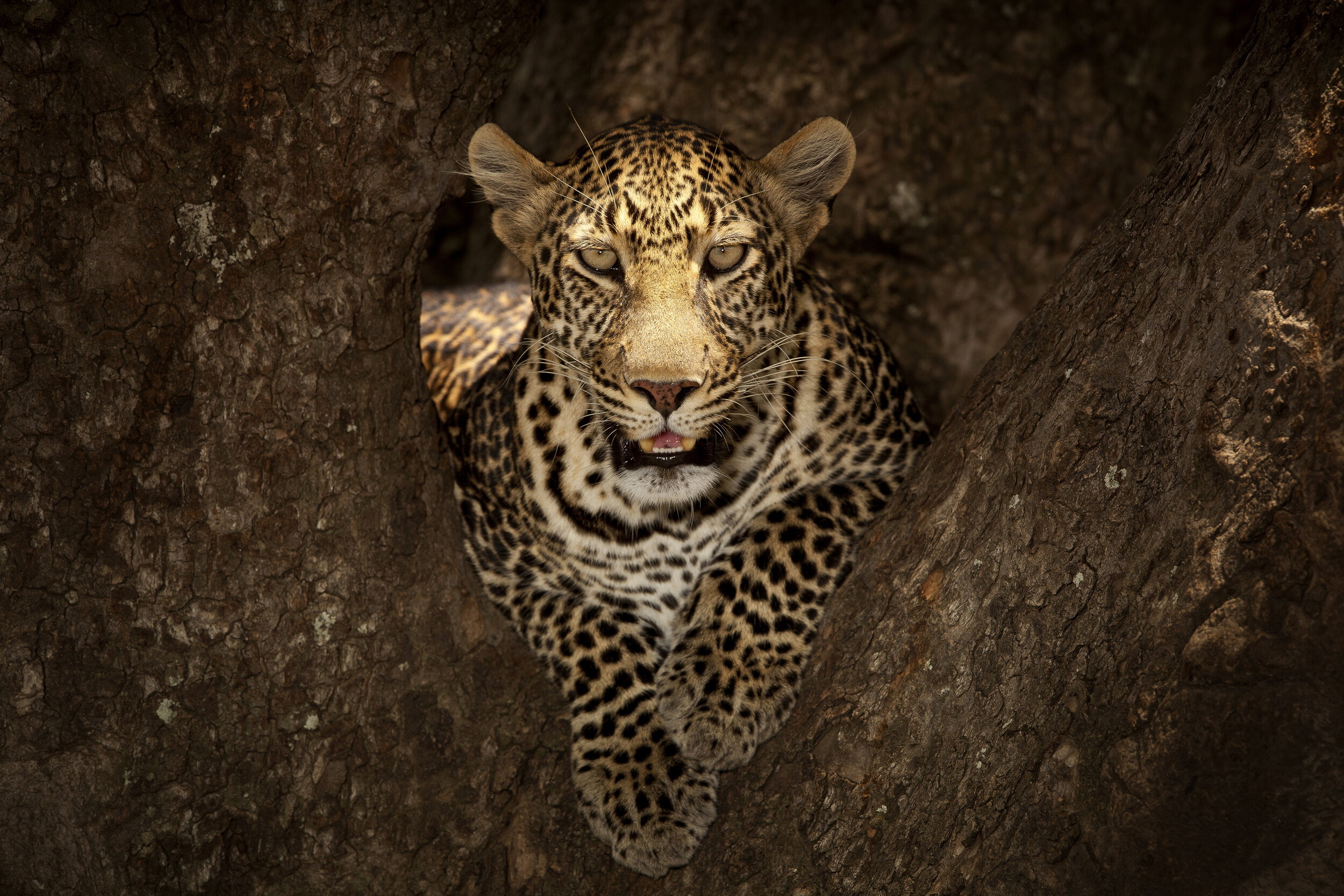 Watchful Leopard In Tree