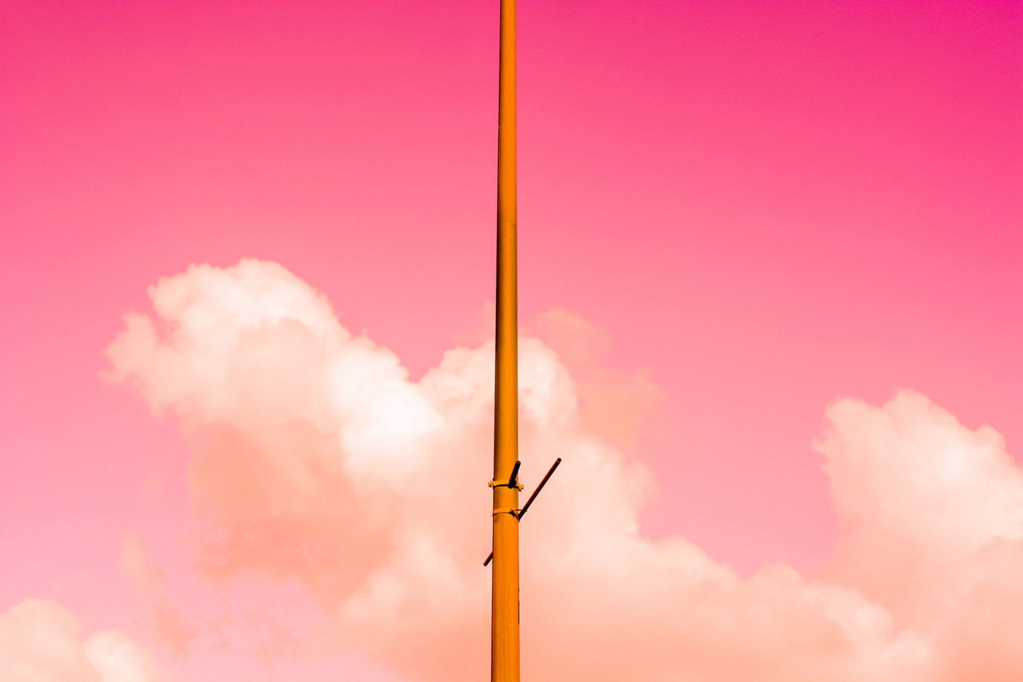 The Pink Half