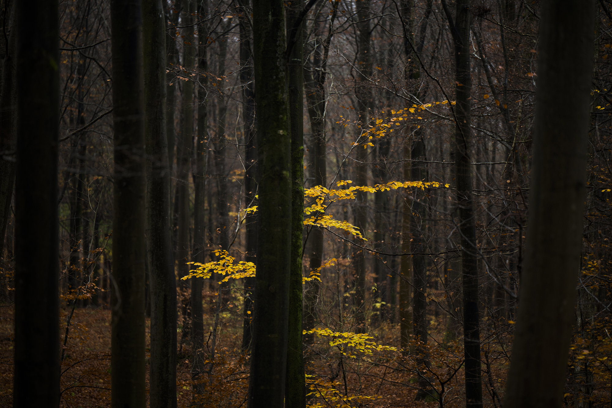 Lost in the Forest