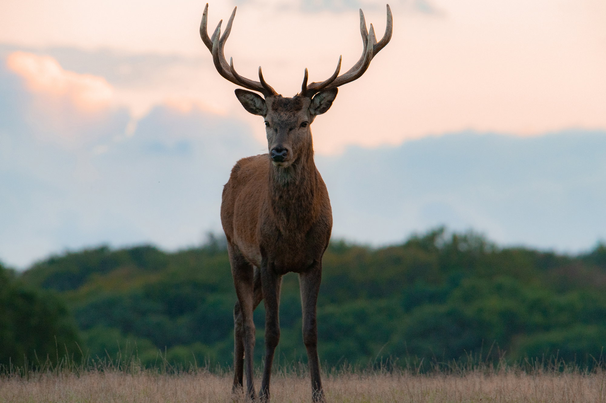 Young red deer stag