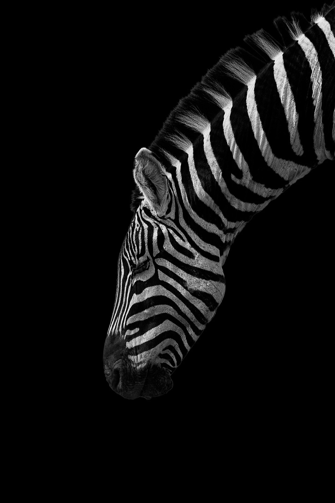 Black and White Stripes