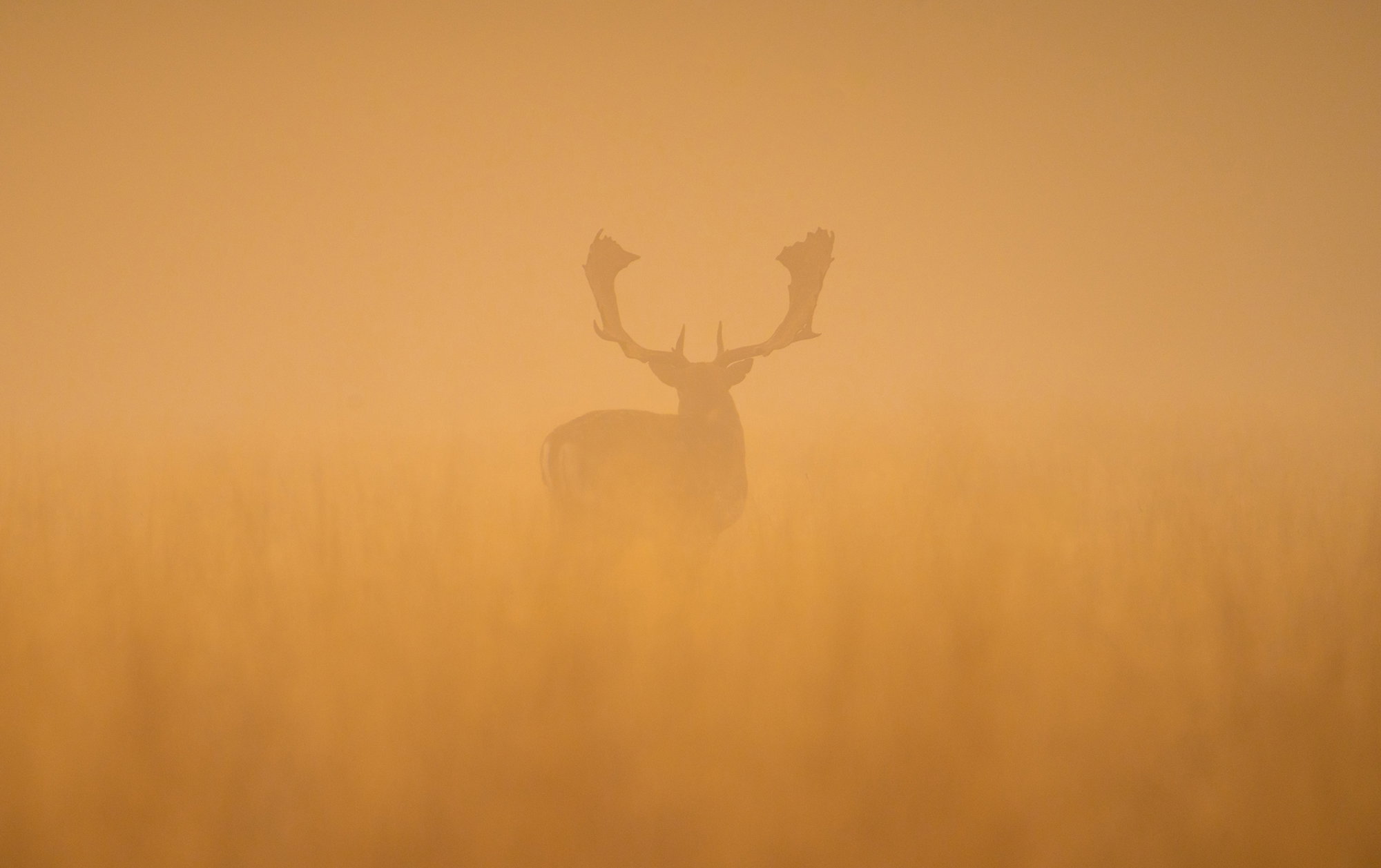 Fallow deer stag at dawn