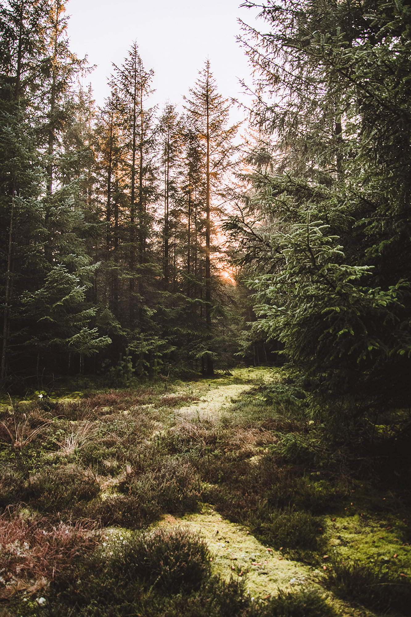 Nationalpark Thy II