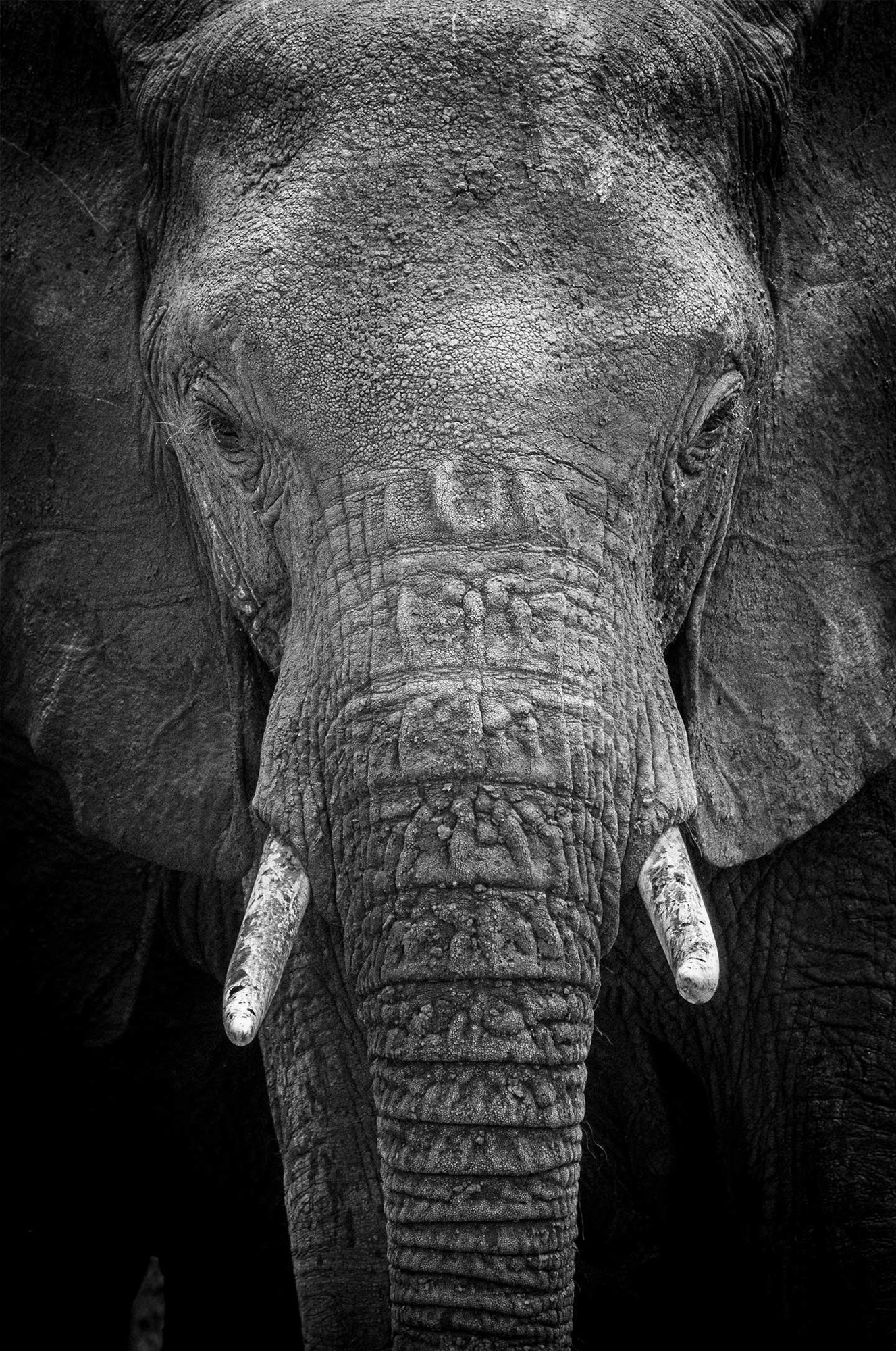 The intense gaze of an elephant