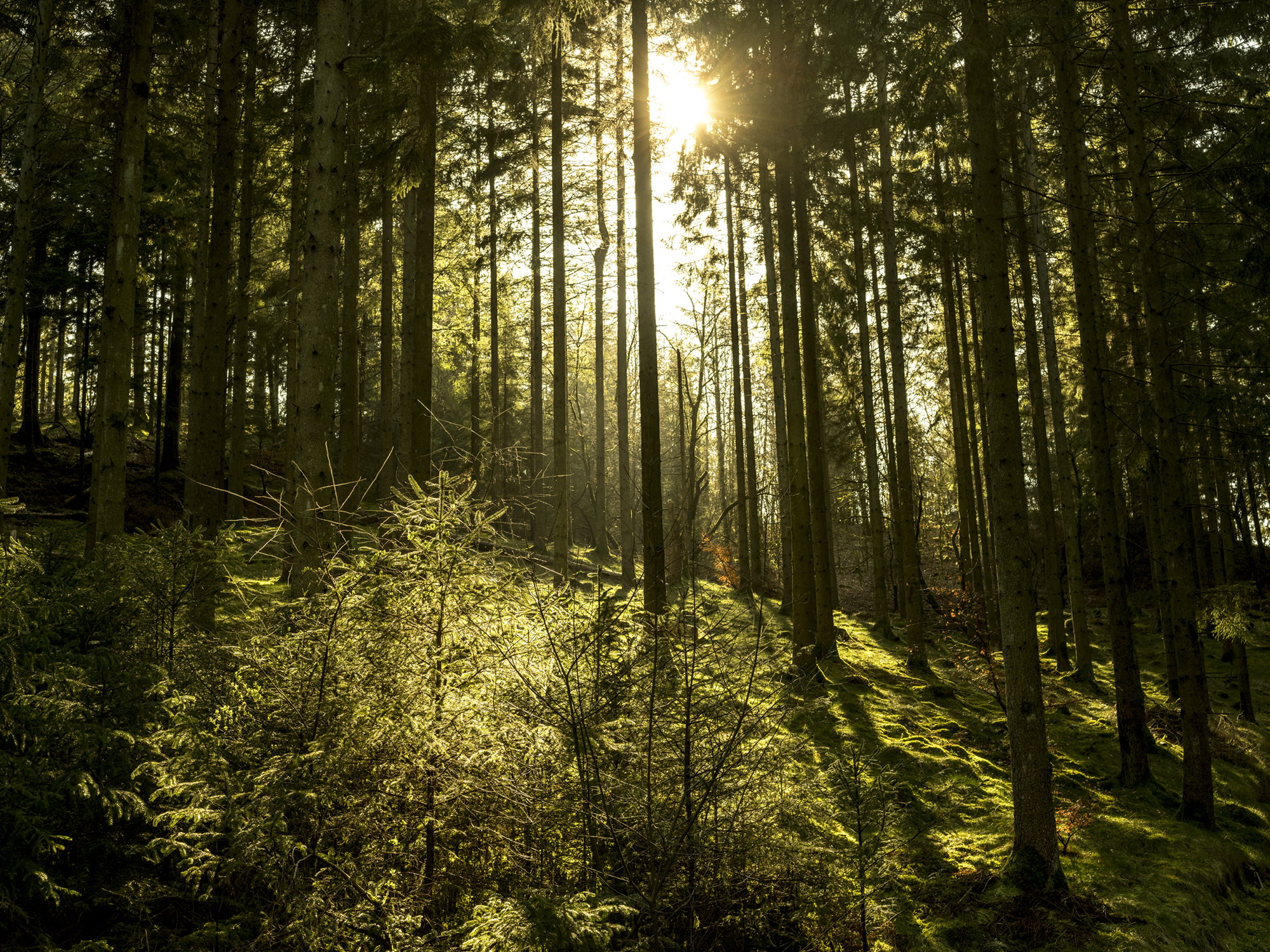 Natur14