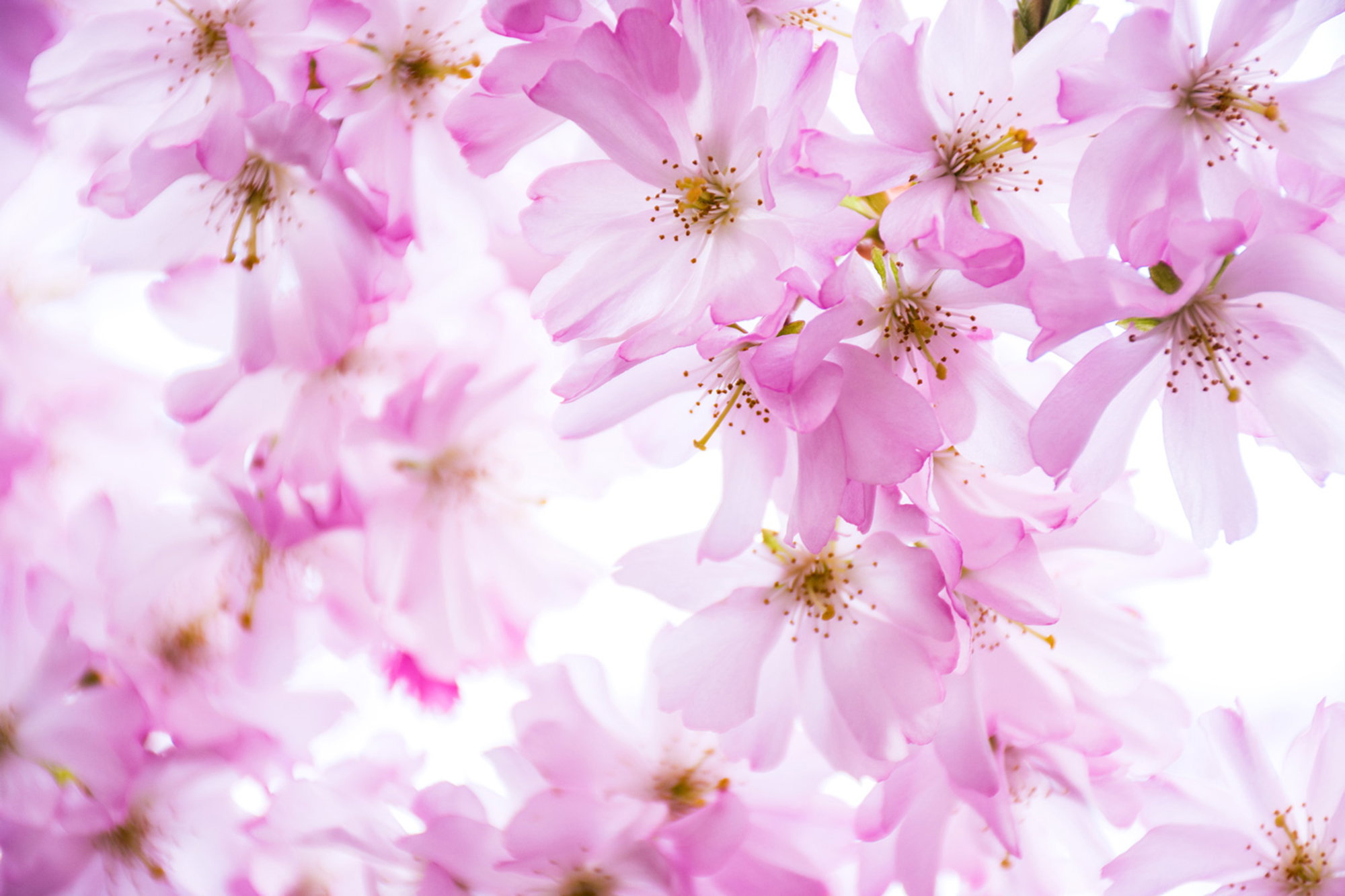 Pink Cherry Dream