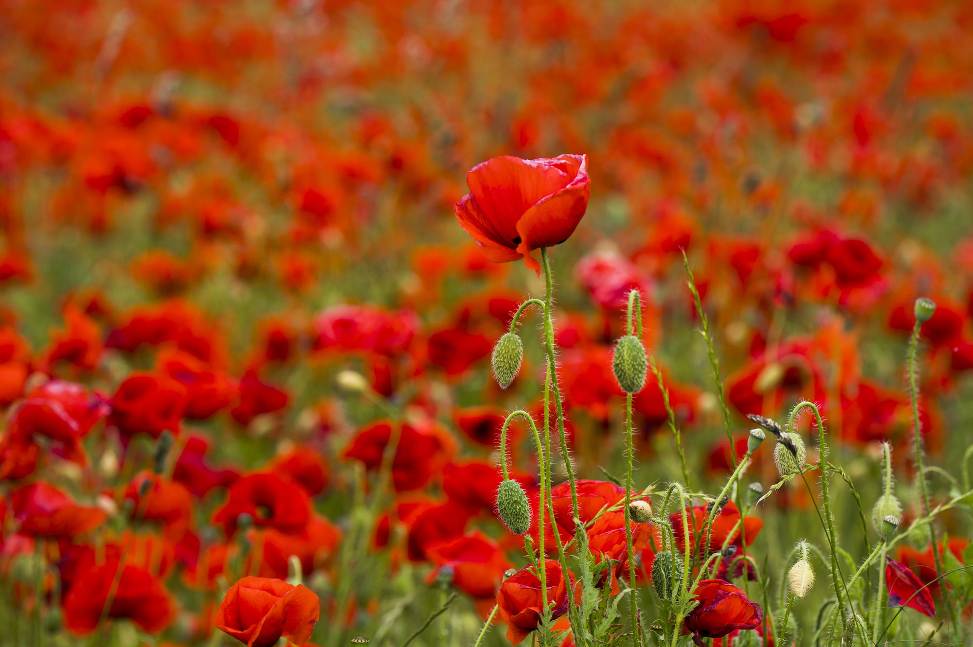 Flower Power