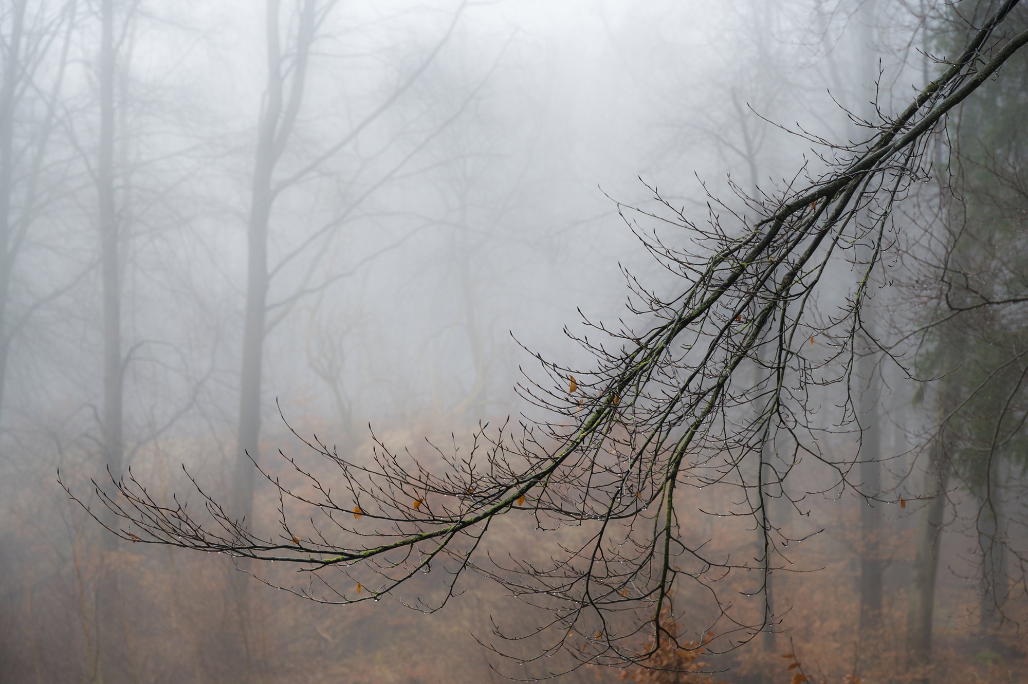 Raindrop Branch