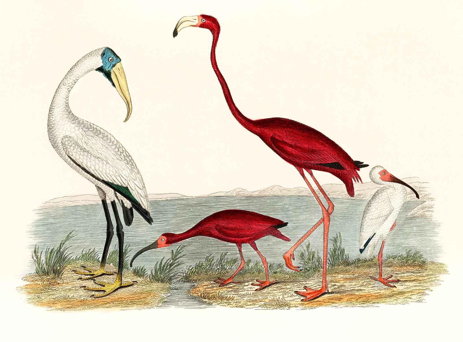 Flamingo Birds